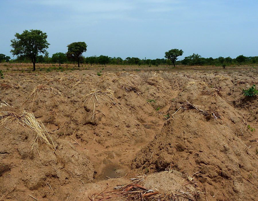 Cultures agricoles dans une vallée intérieure du Bénin